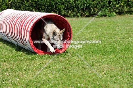Tamaskan dog in tunnel