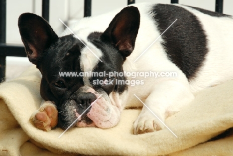 french bulldog resting