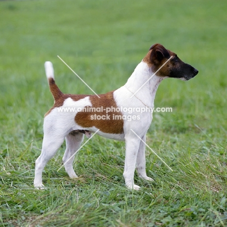 am ch foxden guardsman,   fox terrier smooth standing on grass