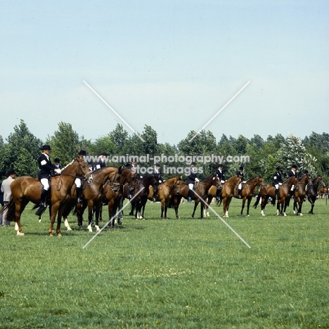 group of Dutch warm bloods standing in line in holland