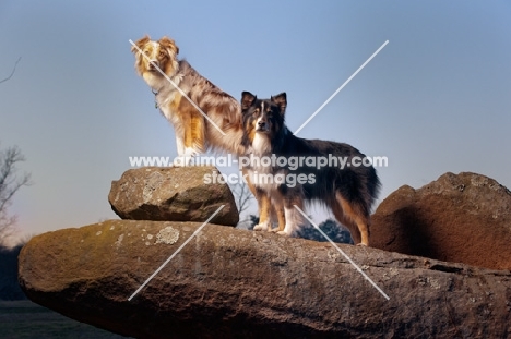 Australian Shepherd Dogs on rock