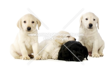 Golden and black Labrador Puppies isolated on a white background