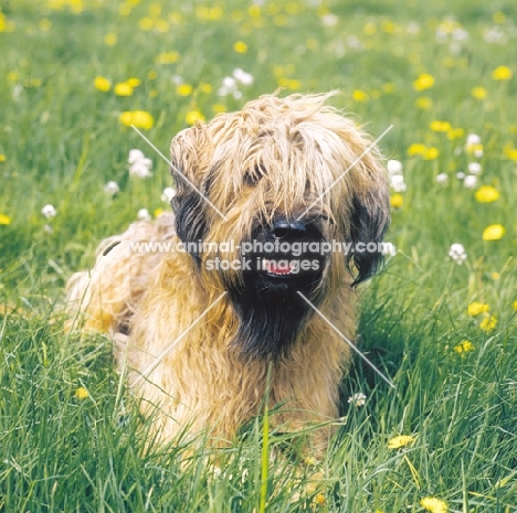 Briard lying in field