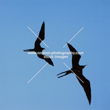 great frigate birds flying, galapagos islands