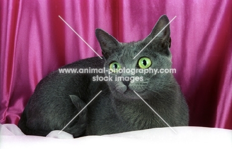 korat cat, looking away