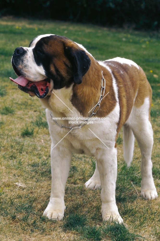 Saint Bernard on grass