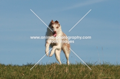 Lurcher running free