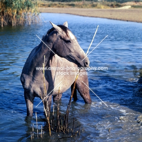 tersk filly standing in water