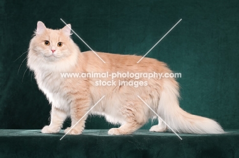 Siberian on teal background, side view