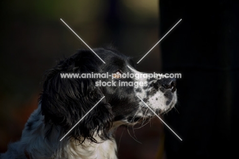 english springer spaniel profile