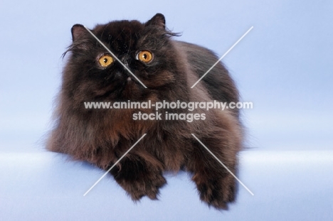 black Persian, lying down