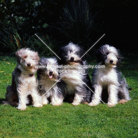 four bearded collies sitting on grass on a windy day