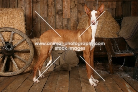 Pharaoh Hound in barn