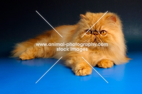 young red Persian