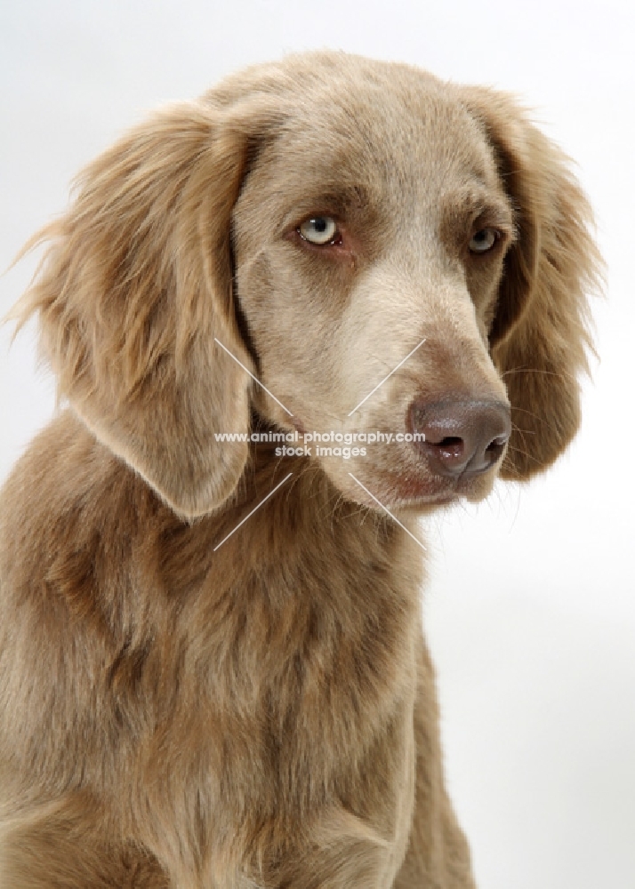 Longhaired Weimaraner on portrait white background