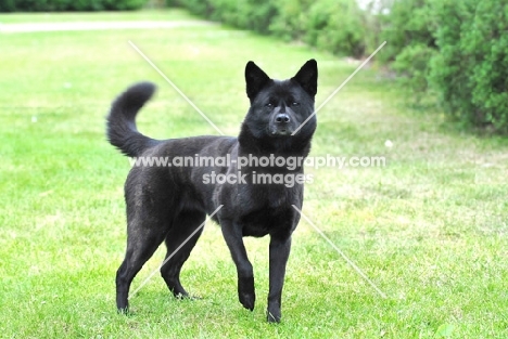 Champion Japanese Kai dog (aka Tora Inu, Kai Inu, Kai Ken)