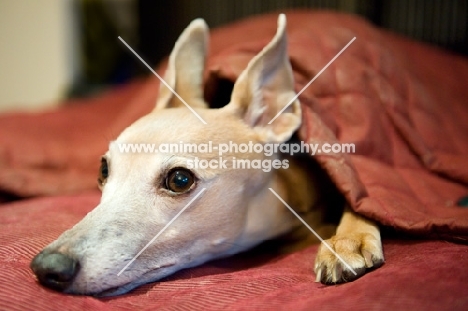 Whippet lying in bed