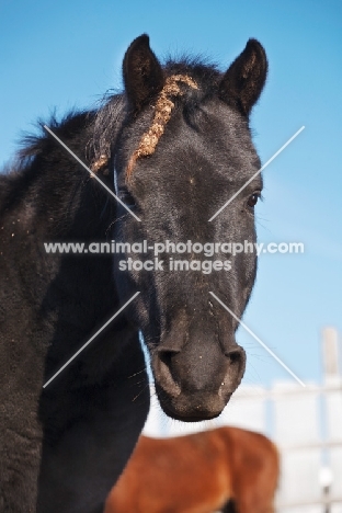 black Morgan Horse, portrait
