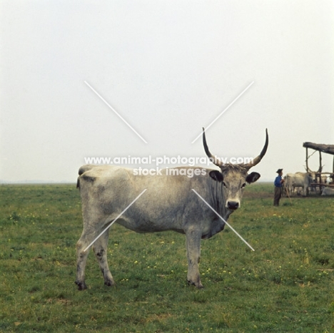 Hungarian cream cow with horns standing in field and looking at camera