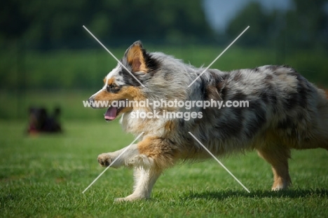 Happy blue merle australian shepherd running