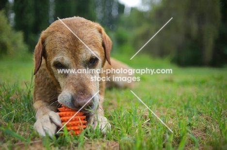 yellow labrador retriever chewing on a toy in the grass 