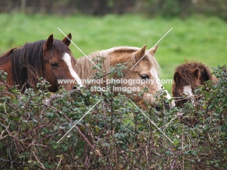 Welsh Mountain Ponies behind hedge