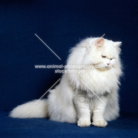 blue eyed white long hair cat in full coat