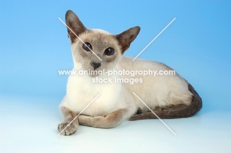 blue point siamese