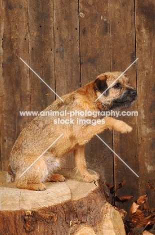 Border terrier on log, one leg up