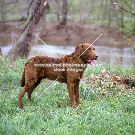 chesapeake bay retriever standing by a river bank