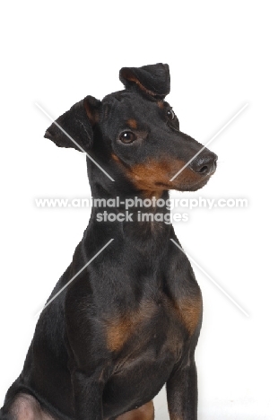 Manchaster terrier on white background