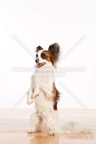 tri colour Papillon on hind legs