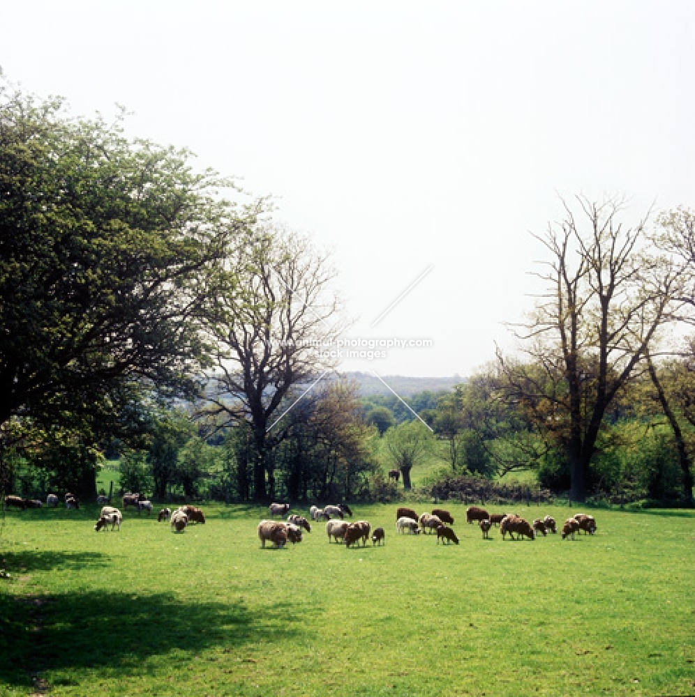 jacob sheep grazing in a field