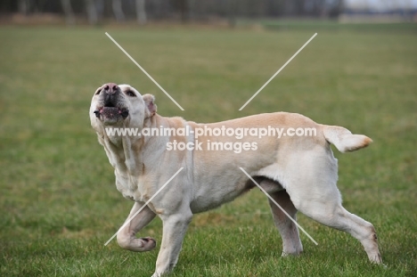 Cimarron Uruquayo dog barking and running