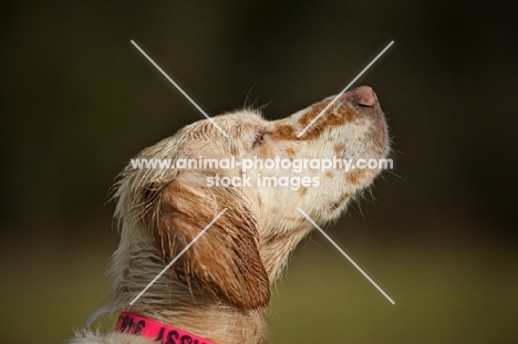 english setter looking up, mouth closed
