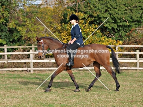 woman riding a thoroughbred horse