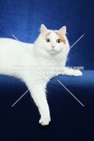 Turkish Van lying on blue background