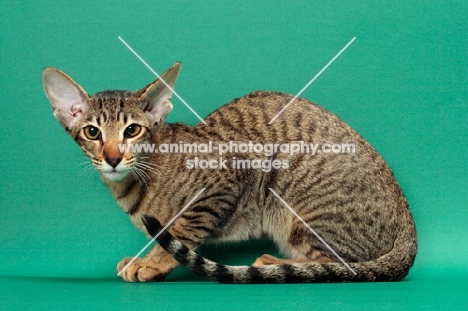 Oriental Shorthair crouching, Brown Spotted Tabby colour