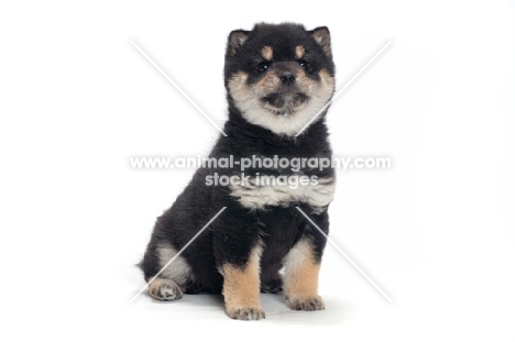 Shiba Inu puppy, black and tan colour
