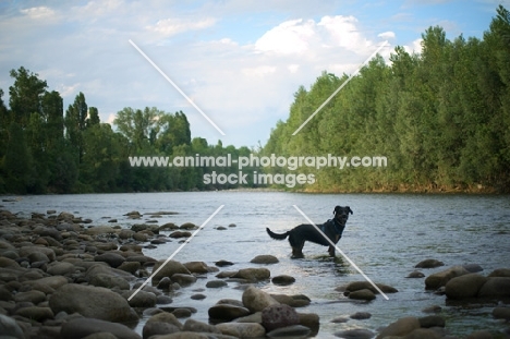 Black and tan mongrel dog standing in a river
