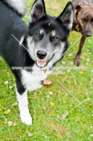 Husky Crossbreed