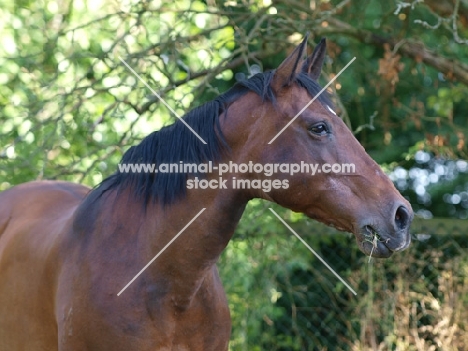 brown Lusitano