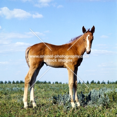 Budyonny foal full body 