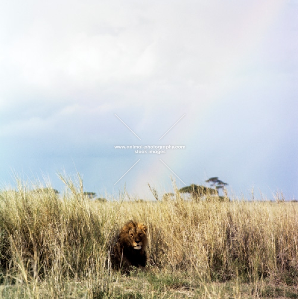 lion lying at the rainbow's end in amboseli national park 