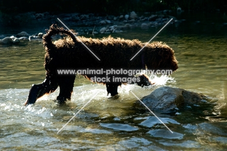 undocked poodle walking into water