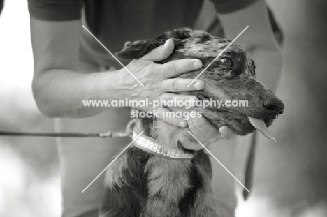 harlequin Beauceron puppy petted heavily by a woman