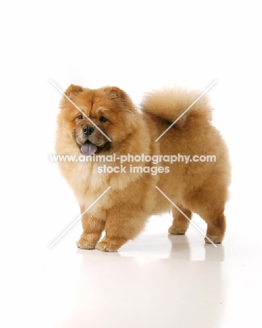 Chow chow on white background