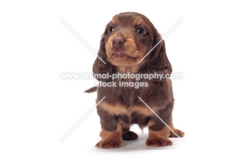 longhaired miniature Dachshund puppy