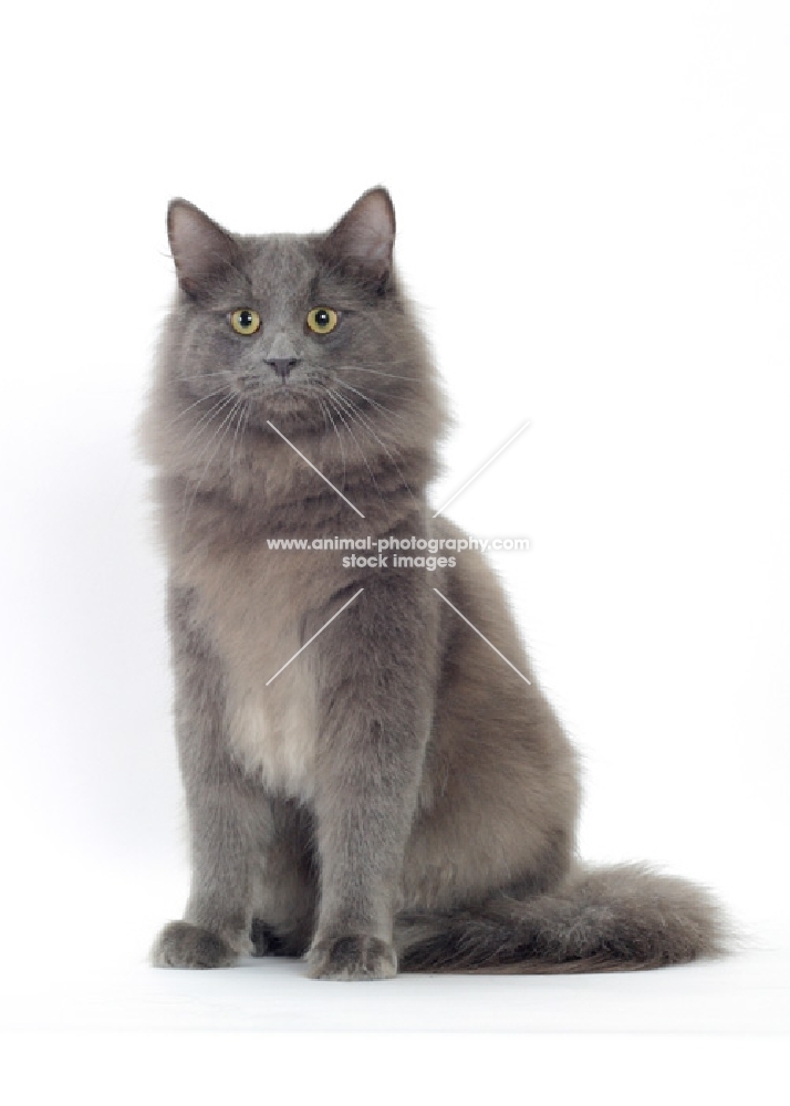 Blue Norwegian Forest cat sitting on white background