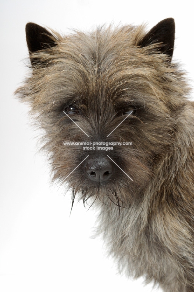 Brindle Australian Champion Cairn Terrier, portrait, looking at camera